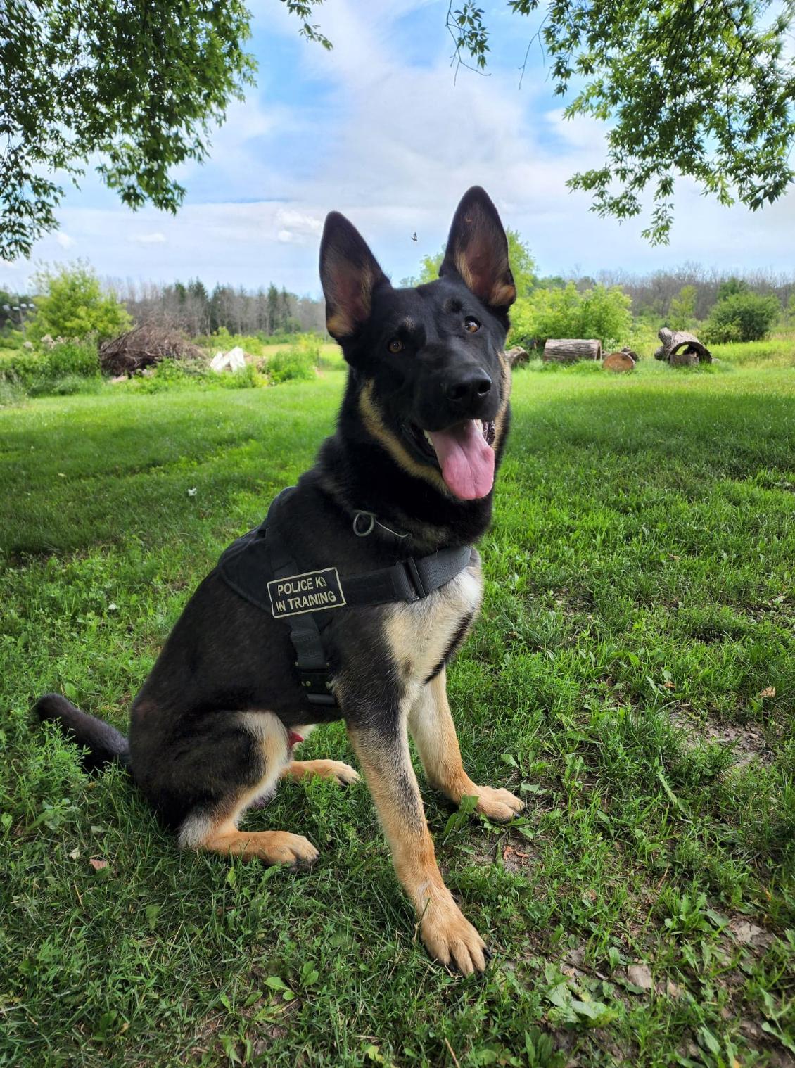 german shepherd runt of the litter